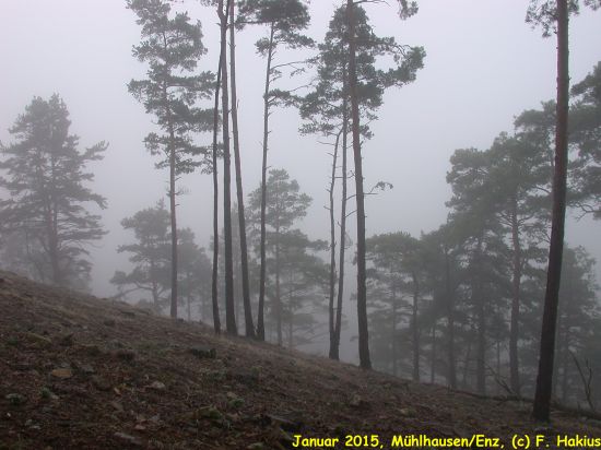 Januar 2015