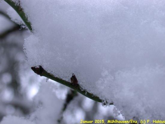 Januar 2015