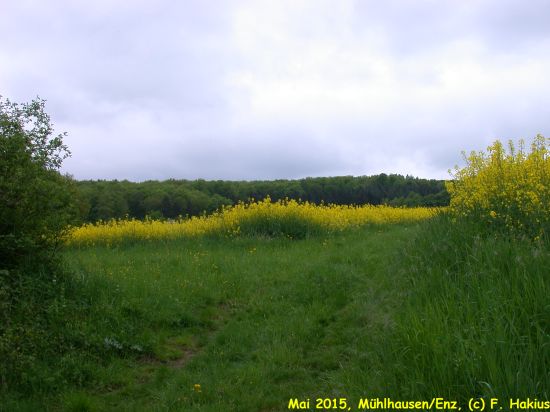 Mai 2015