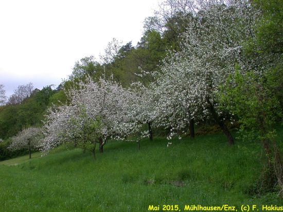 Mai 2015