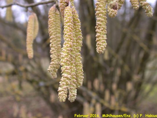 Februar 2016