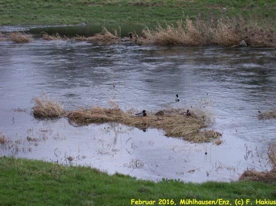 Februar 2016