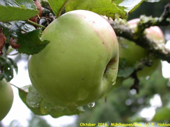 Oktober 2016