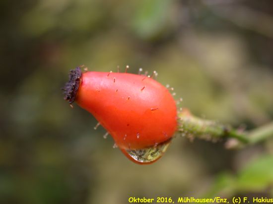 Oktober 2016