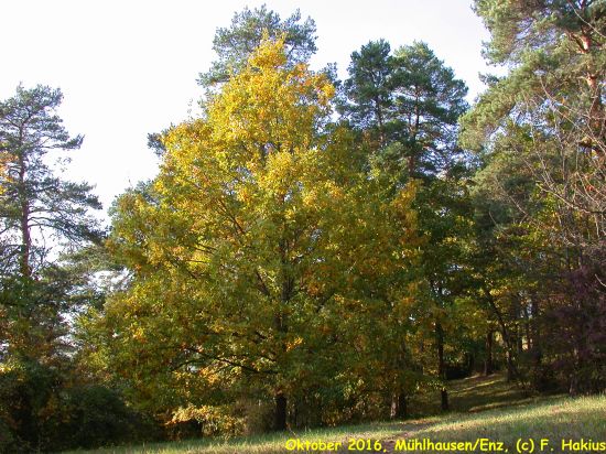 Oktober 2016