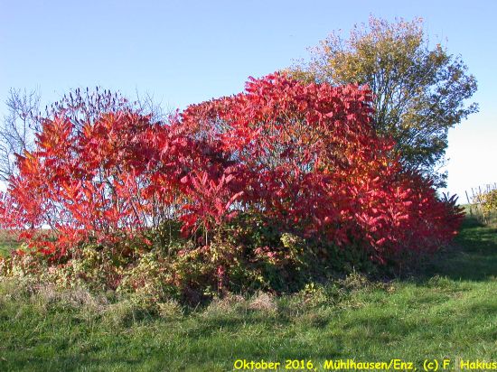 Oktober 2016