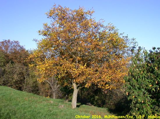 Oktober 2016