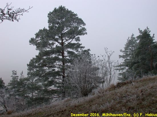 Dezember 2016