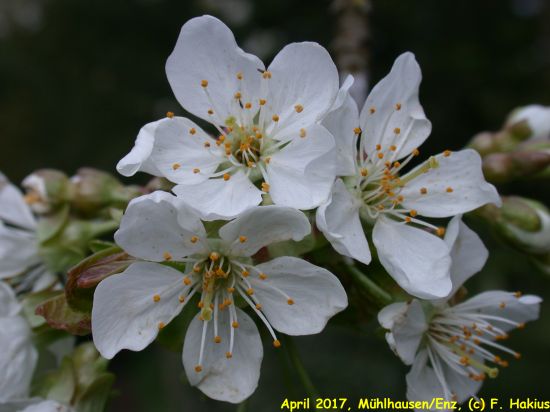 April 2017