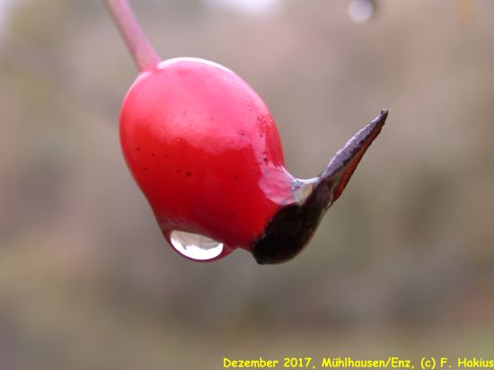 Dezember 2017