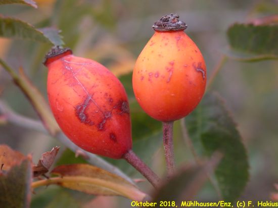 Oktober 2018