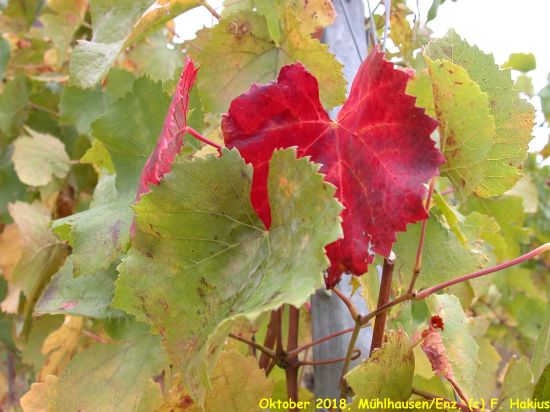 Oktober 2018