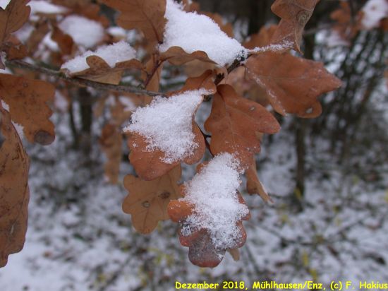 Dezember 2018