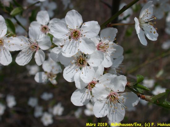 März 2019