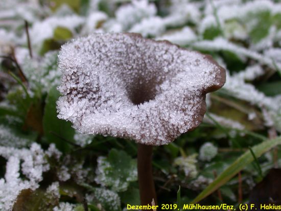 Dezember 2019