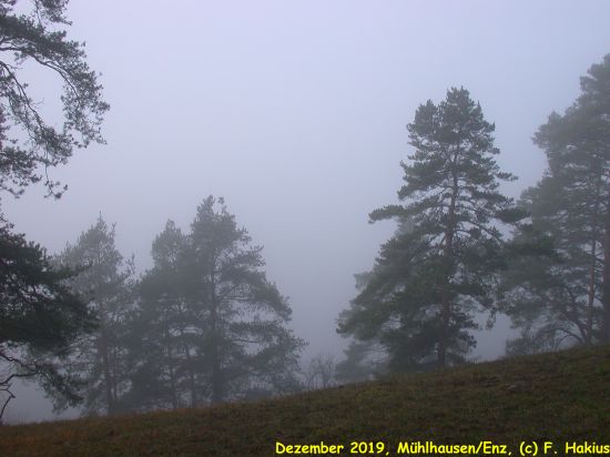 Dezember 2019