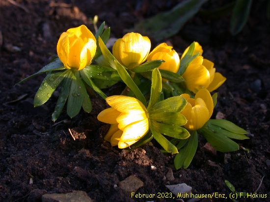 Februar 2023