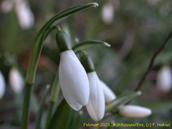 Februar 2023
