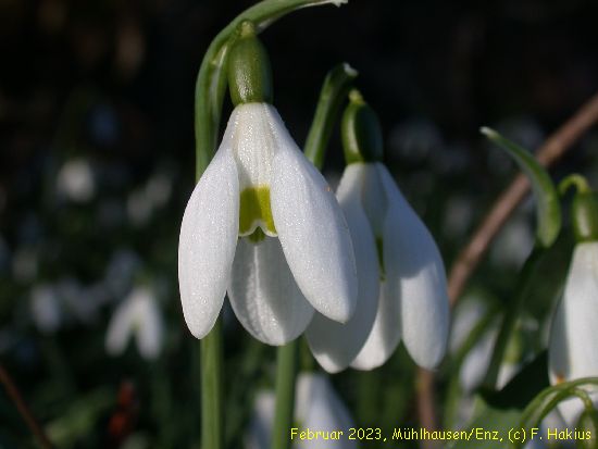 Februar 2023