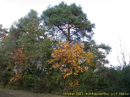 Oktober 2023