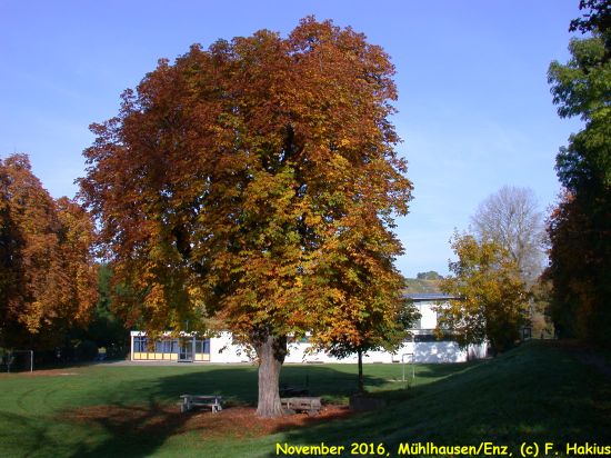 Mühlhausen 2007