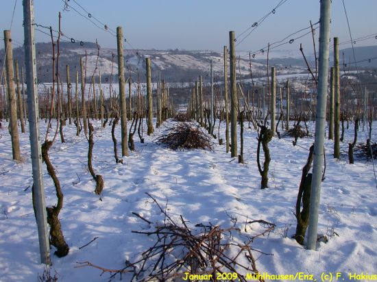 Weinbau