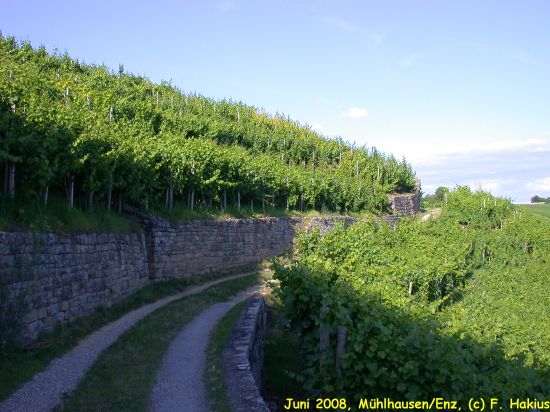 Weinbau