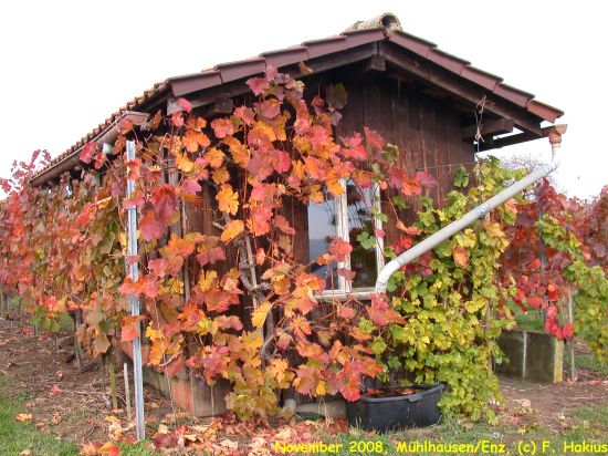 Weinbau